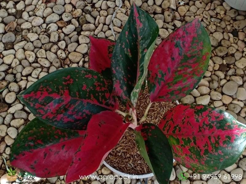 Aglaonema-SuperStar-Red6