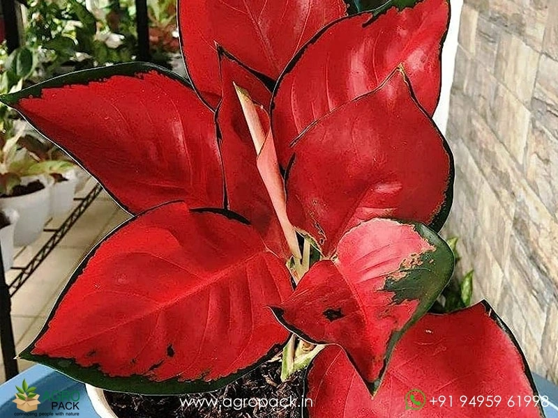 Aglaonema-Thailand-Red2