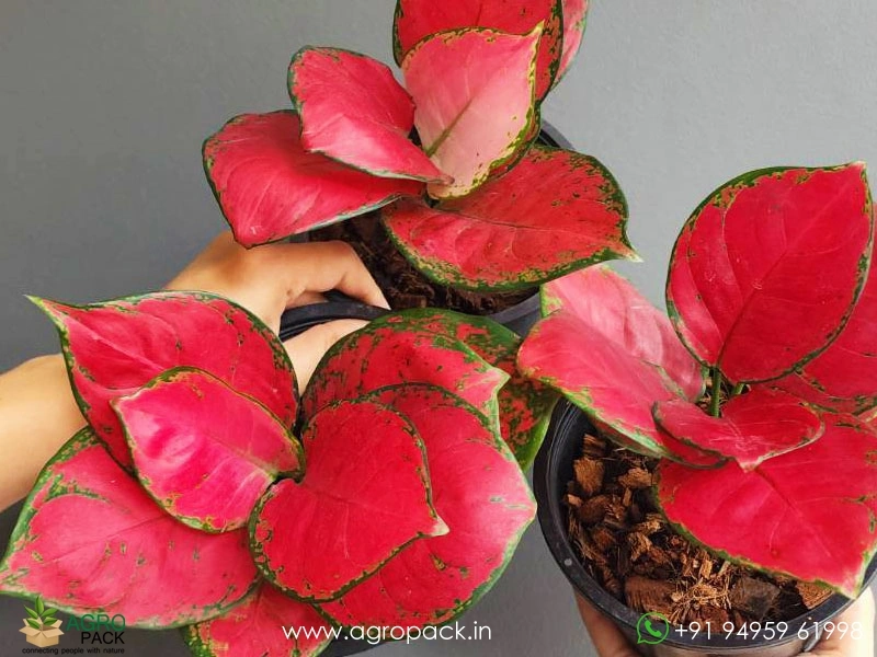 Aglaonema-Thailand-Red4