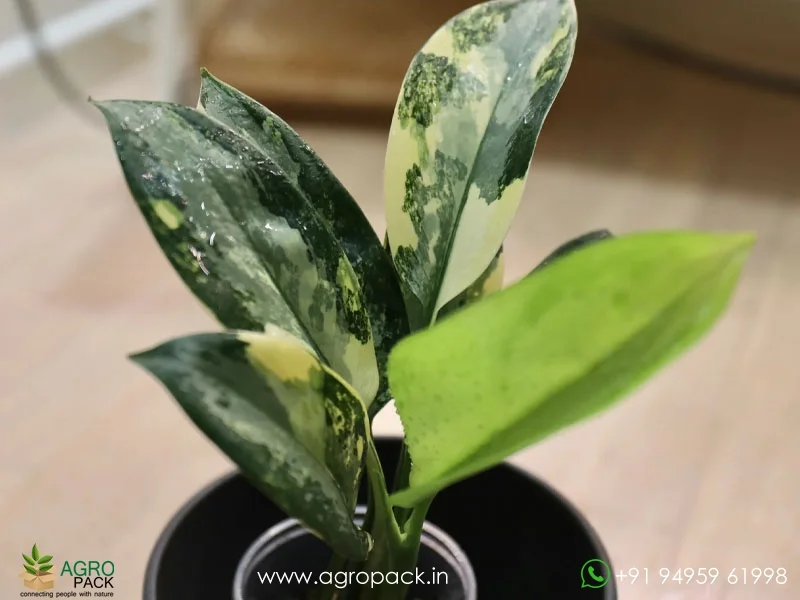 Aglaonema-suvarnabhumi-Variegated3