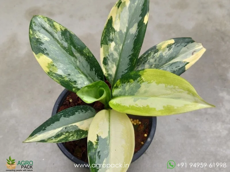 Aglaonema-suvarnabhumi-Variegated4
