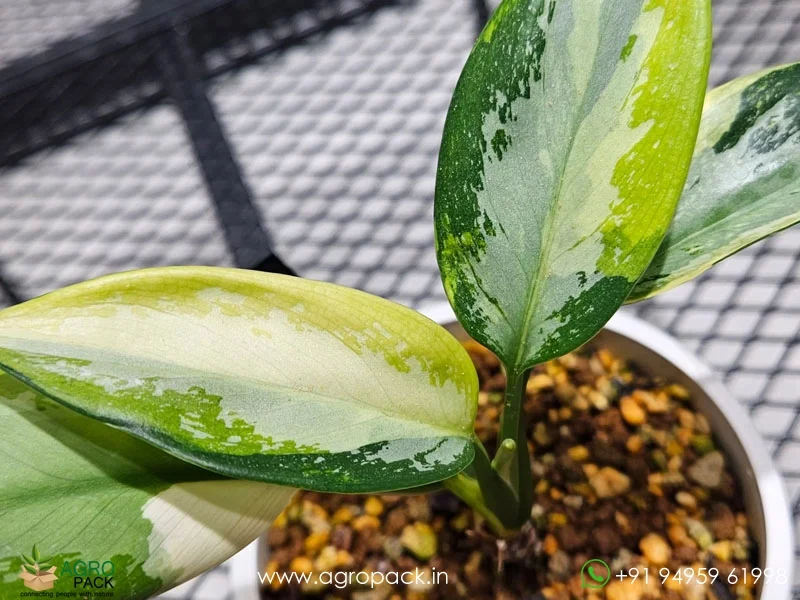 Aglaonema-suvarnabhumi-Variegated6