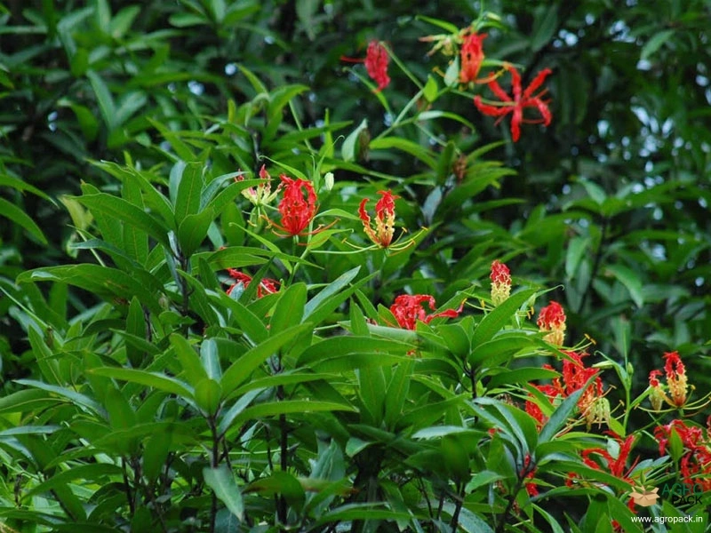 Agnishikha4