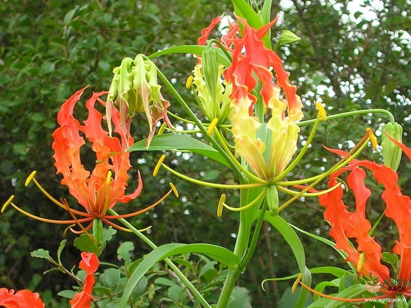 Agnishikha7