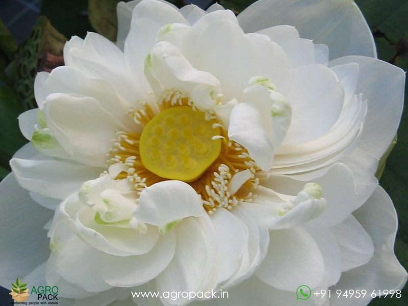 Alba-Plena-Lotus2
