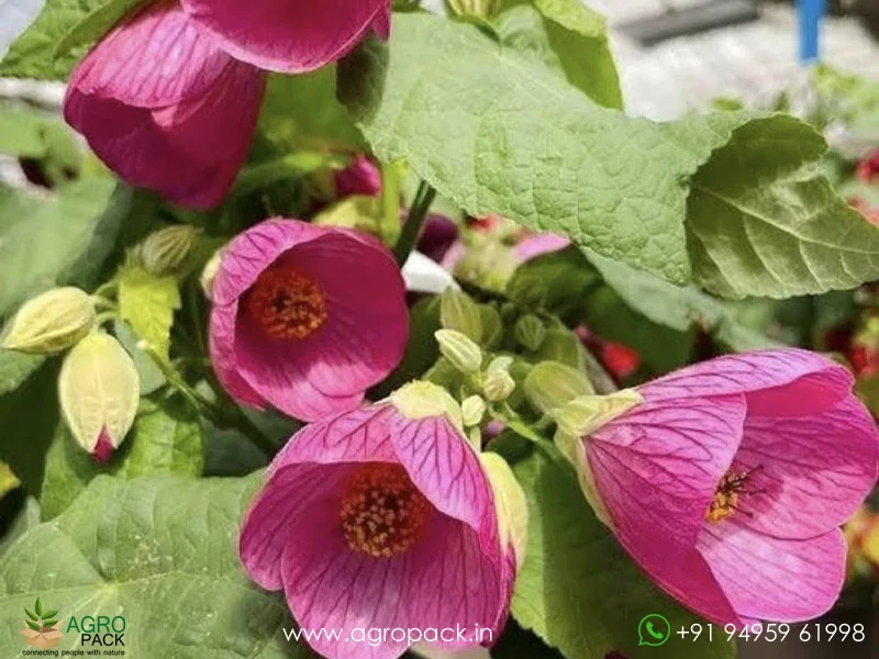 Alkekengi-officinarum-Chinese-Lantern1