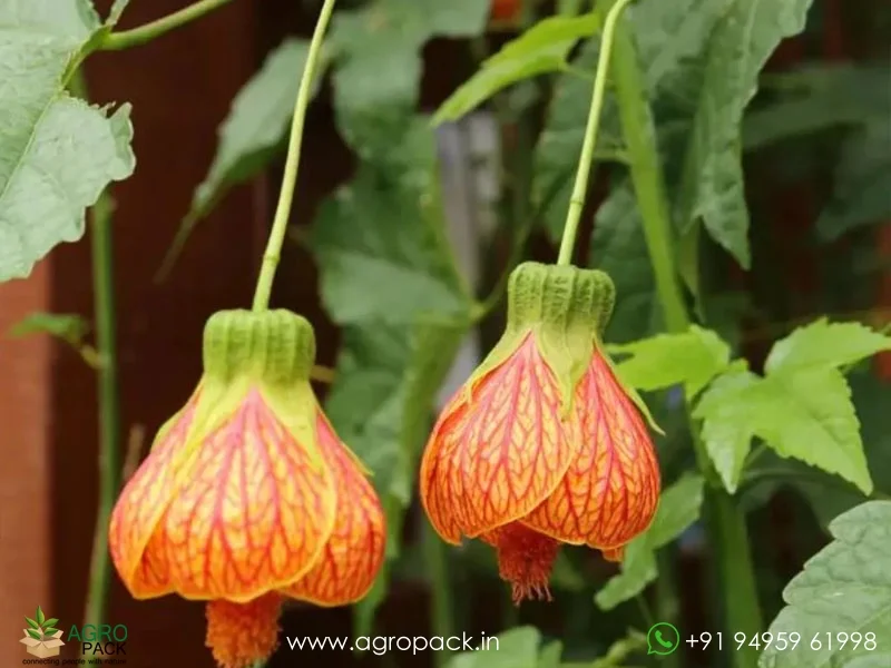 Alkekengi-officinarum-Chinese-Lantern2