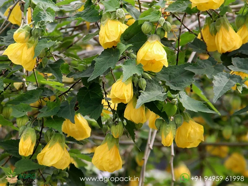 Alkekengi-officinarum-Chinese-Lantern3