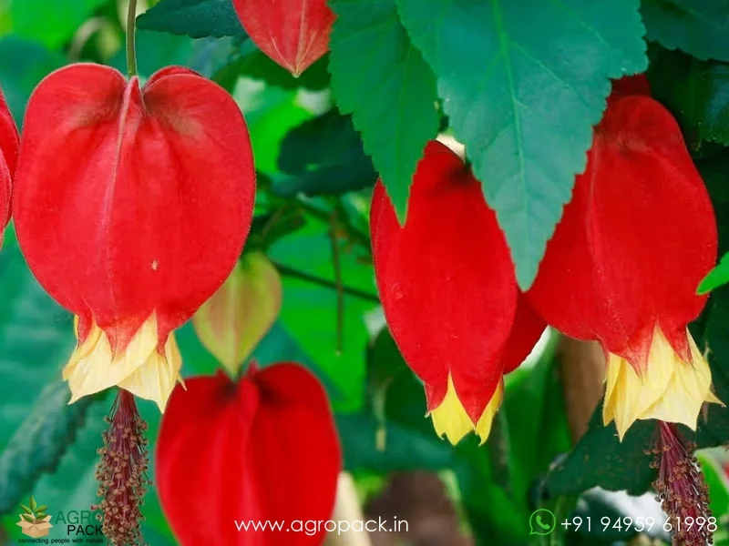 Alkekengi-officinarum-Chinese-Lantern4