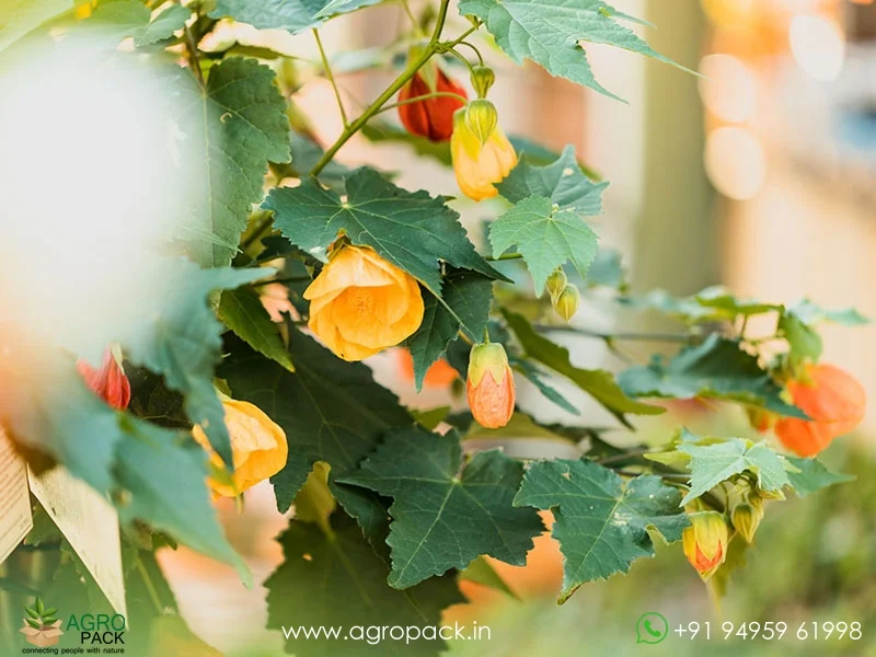 Alkekengi-officinarum-Chinese-Lantern5