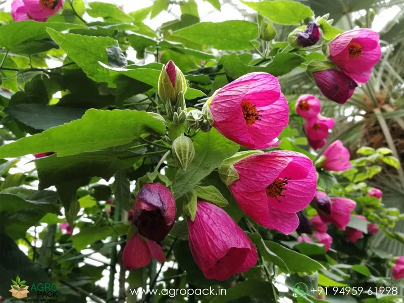 Alkekengi-officinarum-Chinese-Lantern6