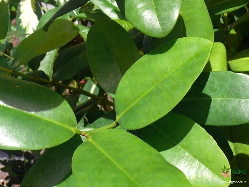 Allspice3