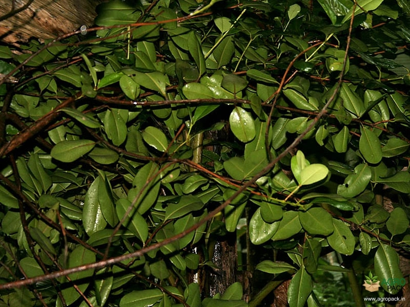 Allspice4