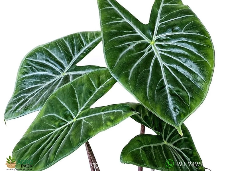 Alocasia-Amazonica-Ivory-Coast1