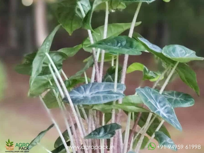 Alocasia-Amazonica-Ivory-Coast2
