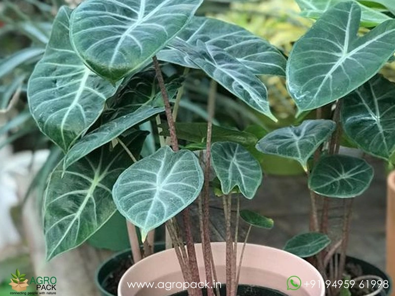 Alocasia-Amazonica-Ivory-Coast3
