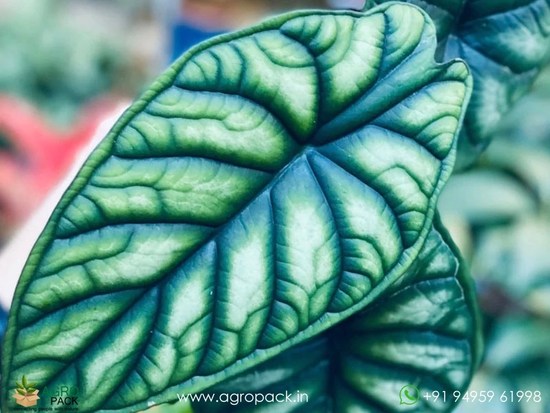Alocasia-Baginda-Dragon-Scale2