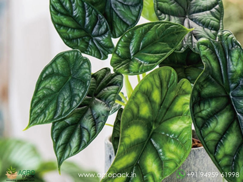 Alocasia-Baginda-Dragon-Scale3