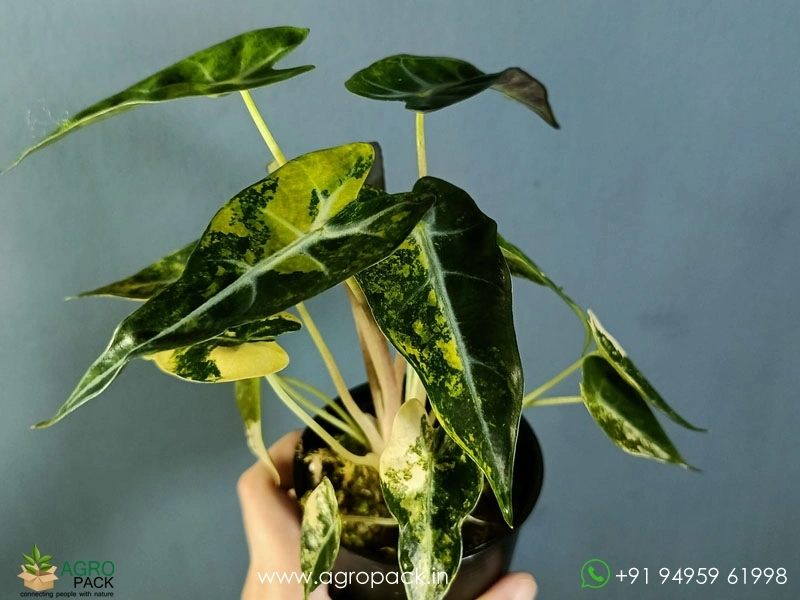 Alocasia-Bambino-Aurea-Variegated1
