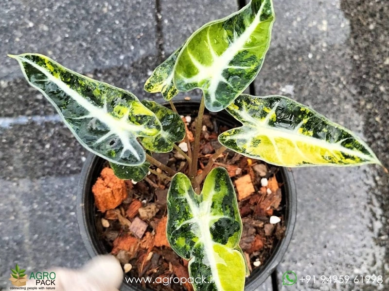 Alocasia-Bambino-Aurea-Variegated3