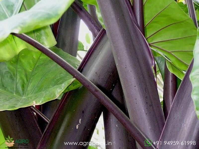 Alocasia-Black-Stem-Elephant-Ear1