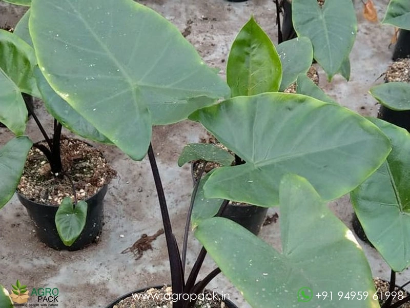 Alocasia-Black-Stem-Elephant-Ear3