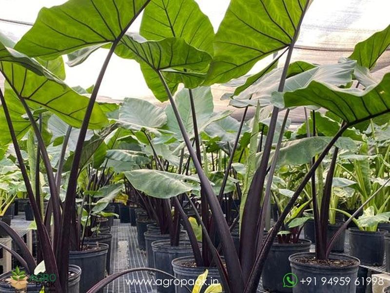 Alocasia-Black-Stem-Elephant-Ear4