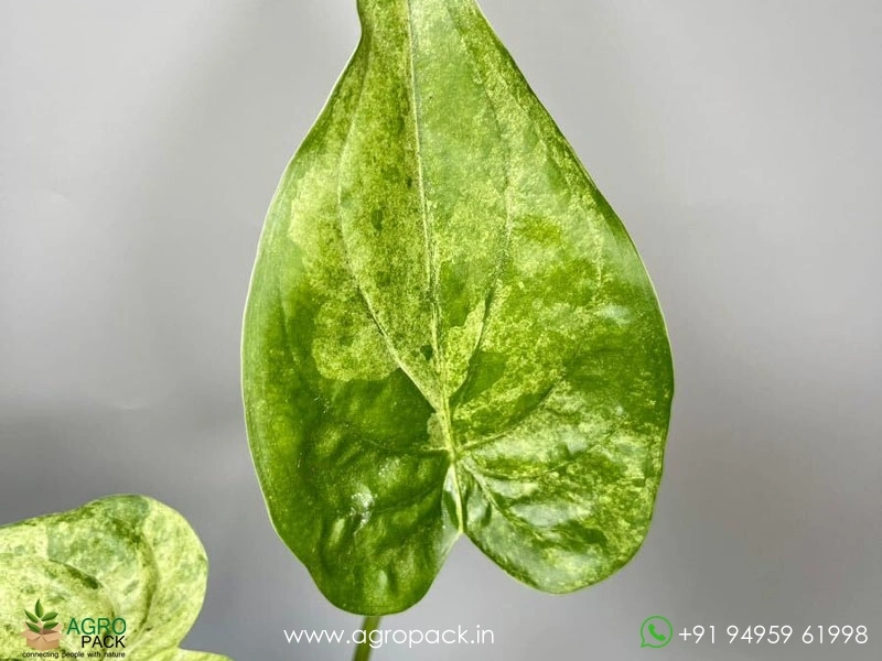 Alocasia-Cucullata-Mint5