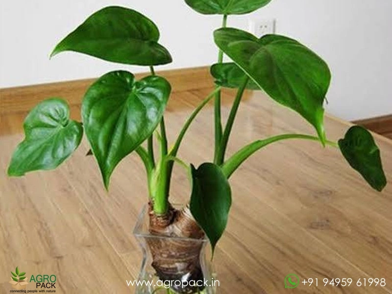 Alocasia-Cucullata3