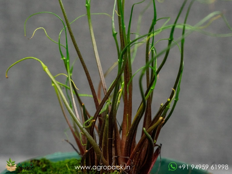 Alocasia-Flying-Squid5