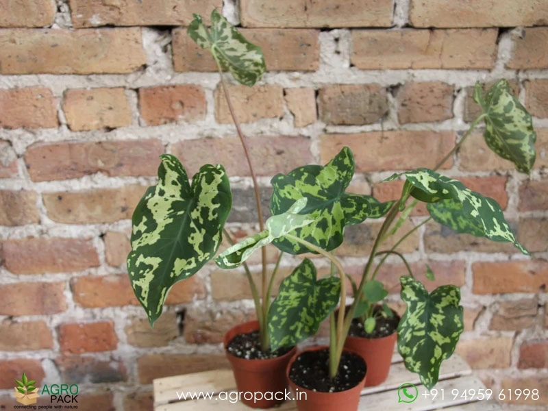 Alocasia-Hilo-Beauty4