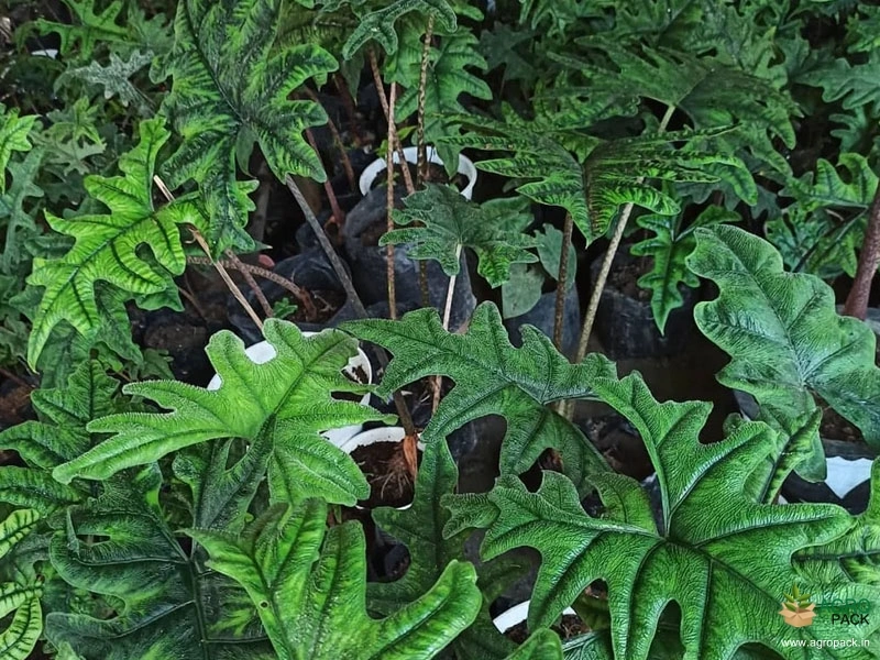 Alocasia-Jacklyn1