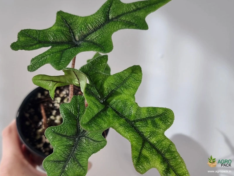 Alocasia-Jacklyn3