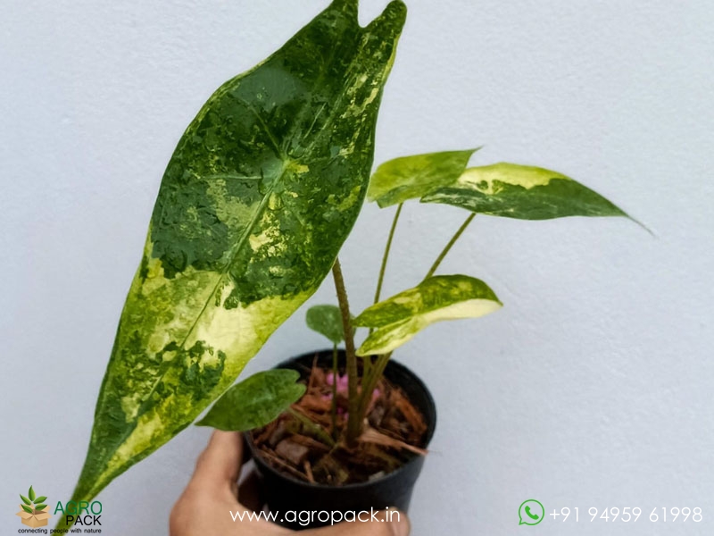 Alocasia-Longiloba-Variegated2