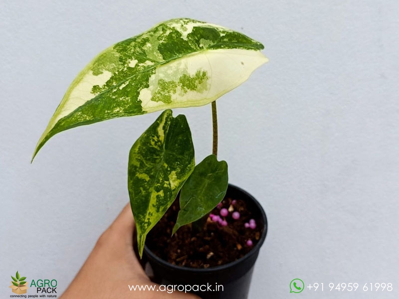 Alocasia-Longiloba-Variegated3