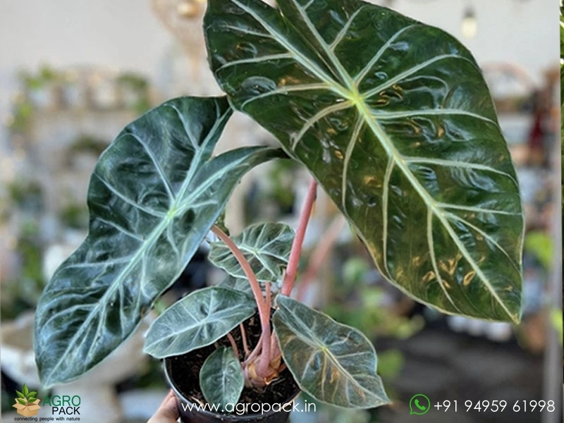Alocasia-Lowii-Pink-Princess1