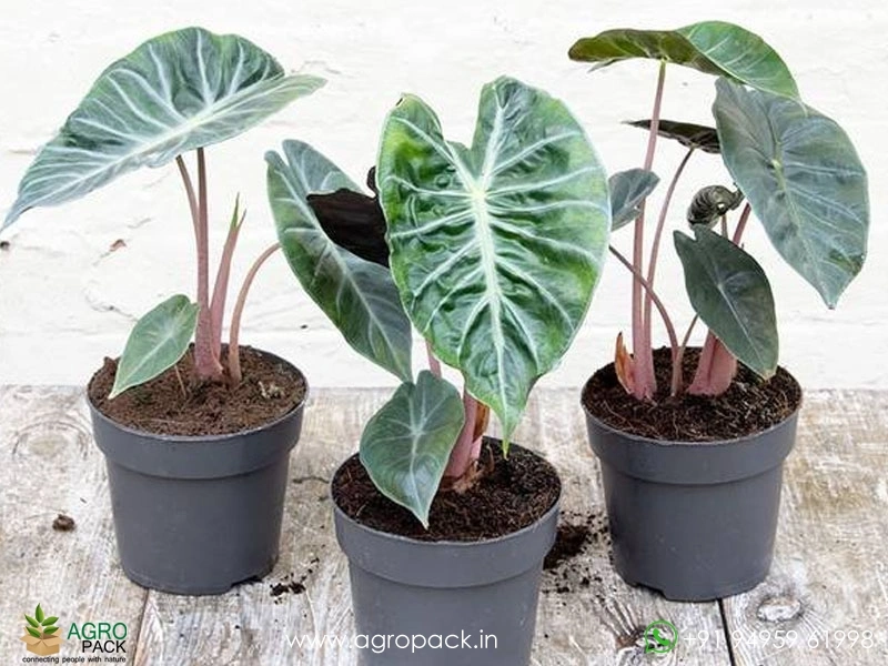 Alocasia-Lowii-Pink-Princess2