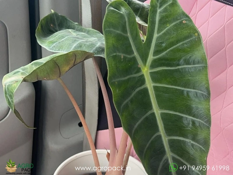Alocasia-Lowii-Pink-Princess5