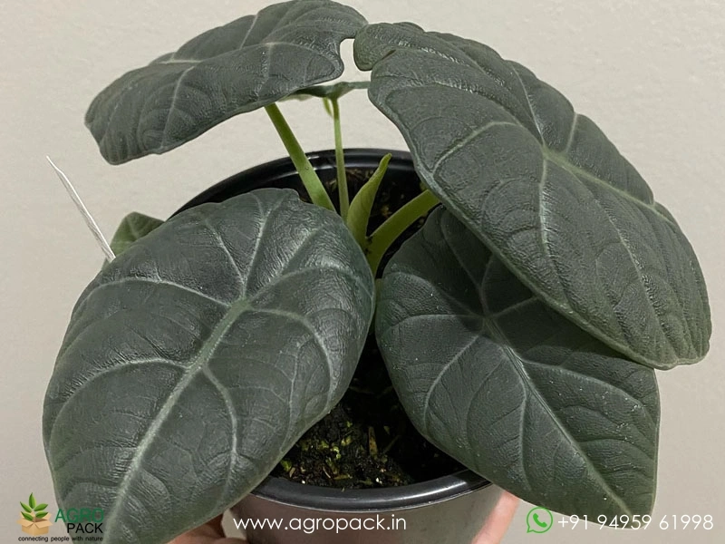Alocasia-Maharani-Grey-Dragon2