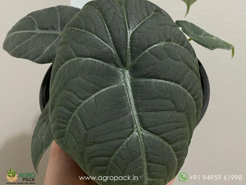 Alocasia-Maharani-Grey-Dragon3