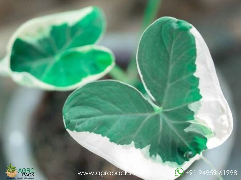 Alocasia-Mickey-Mouse1