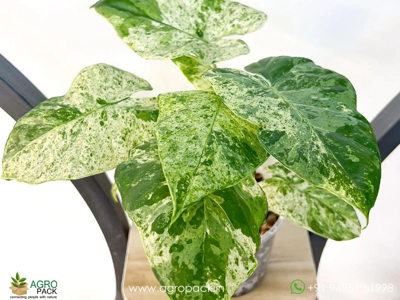 Alocasia-Odora-Batik-Variegata3