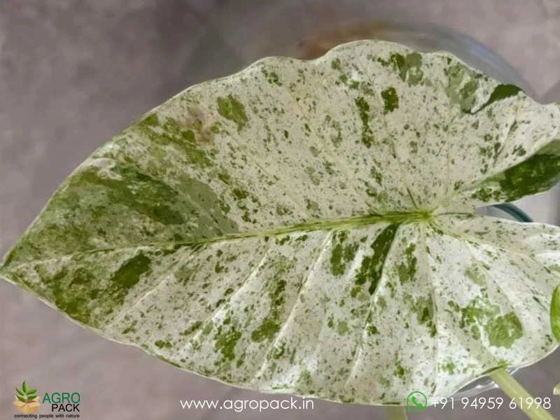 Alocasia-Odora-Batik-Variegata4