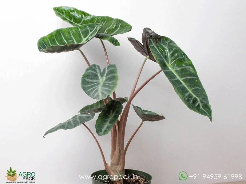 Alocasia-Pink-Dragon1