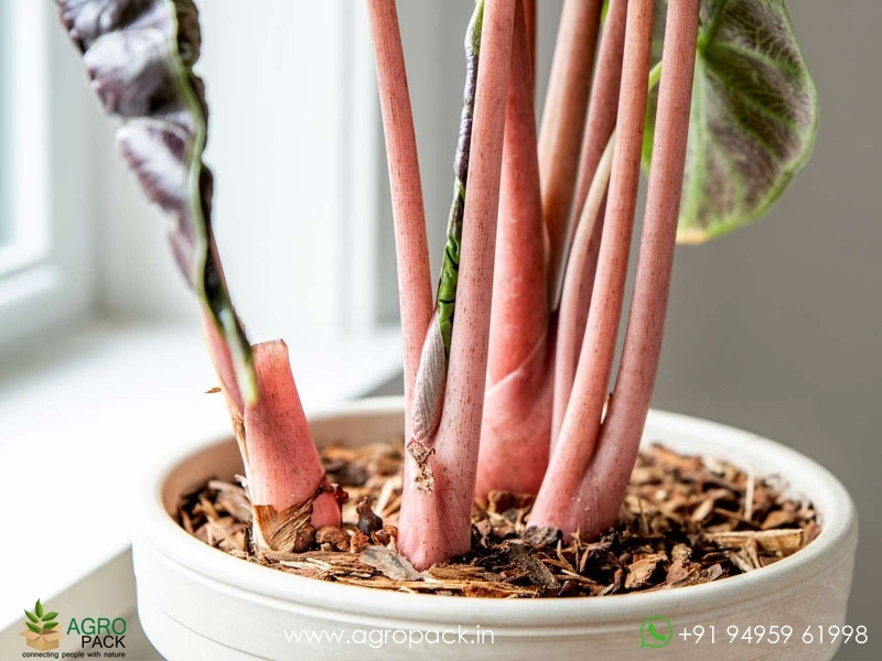 Alocasia-Pink-Dragon2