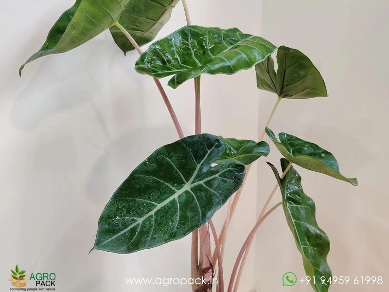 Alocasia-Pink-Dragon3