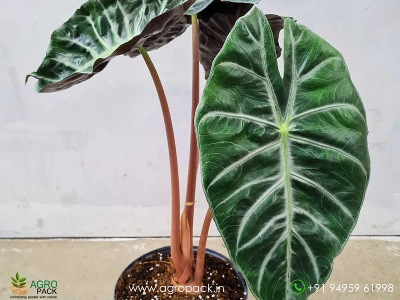 Alocasia-Pink-Dragon4