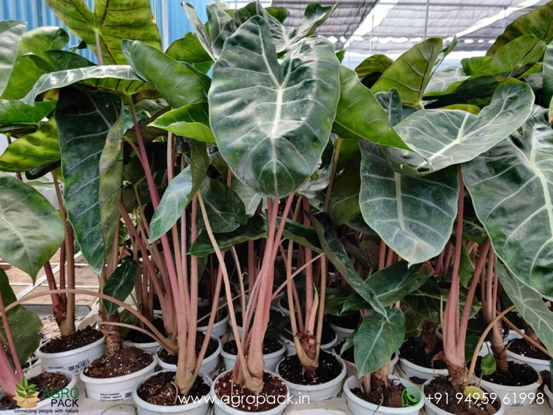 Alocasia-Pink-Dragon5