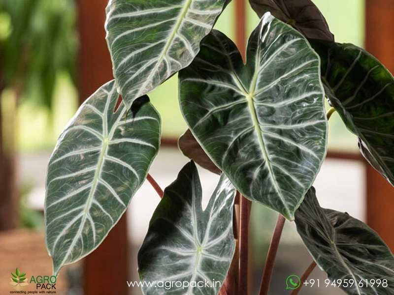 Alocasia-Pink-Dragon6