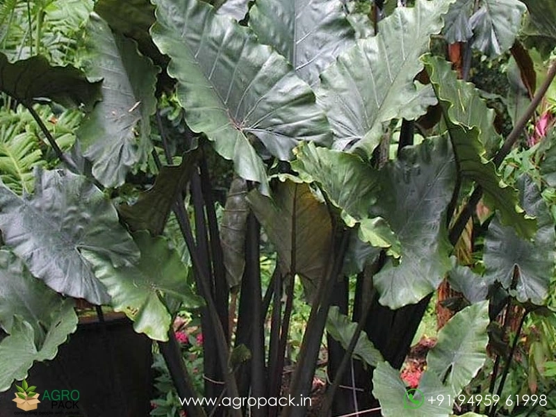 Alocasia-Plumbea1